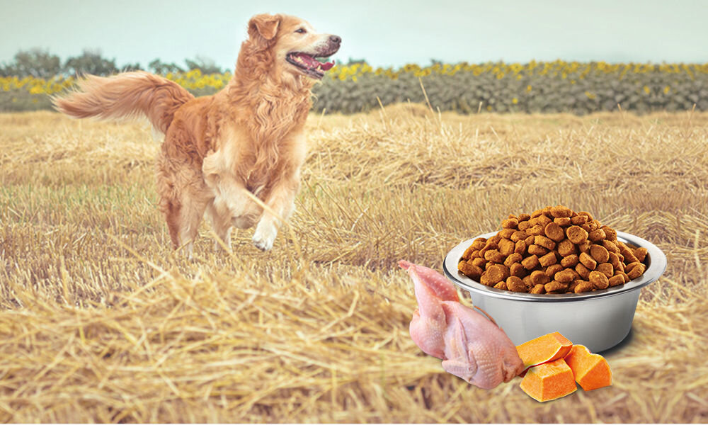 Karma dla psa FARMINA N&D Pumpkin Przepiórka z dynią i granatem Adult Mini 2 kg  witaminy pierwiastki aminokwasy