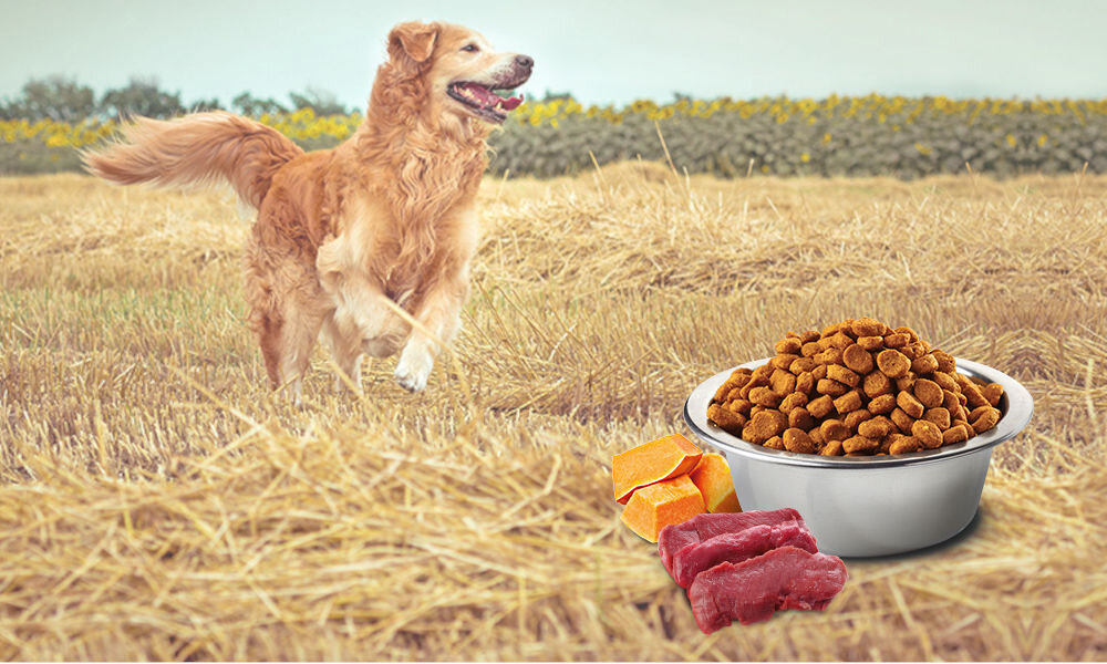 Karma dla psa FARMINA N&D Pumpkin Vension Jeleń z dnią i jabłkiem Adult Mini 2 kg witaminy pierwiastki aminokwasy