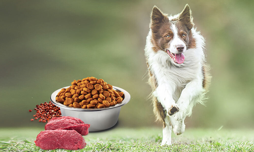 Karma dla psa Karma dla psa FARMINA N&D Quinoa Skin & Coat Jeleń z kokosem 800 g naturalne składniki wielkość krokietów
