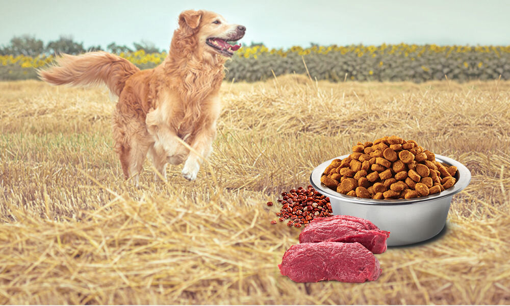 Karma dla psa Karma dla psa FARMINA N&D Quinoa Skin & Coat Jeleń z kokosem 800 g witaminy pierwiastki aminokwasy