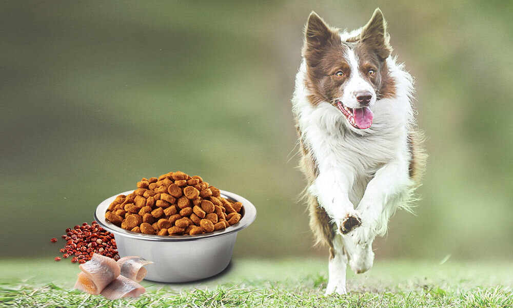 Karma dla psa Karma dla psa FARMINA N&D Quinoa Śledź z kokosem i kurkumą Adult Mini 2,5 kg naturalne składniki wielkość krokietów