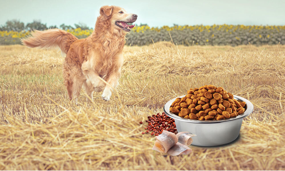 Karma dla psa Karma dla psa FARMINA N&D Quinoa Śledź z kokosem i kurkumą Adult Mini 2,5 kg witaminy pierwiastki aminokwasy