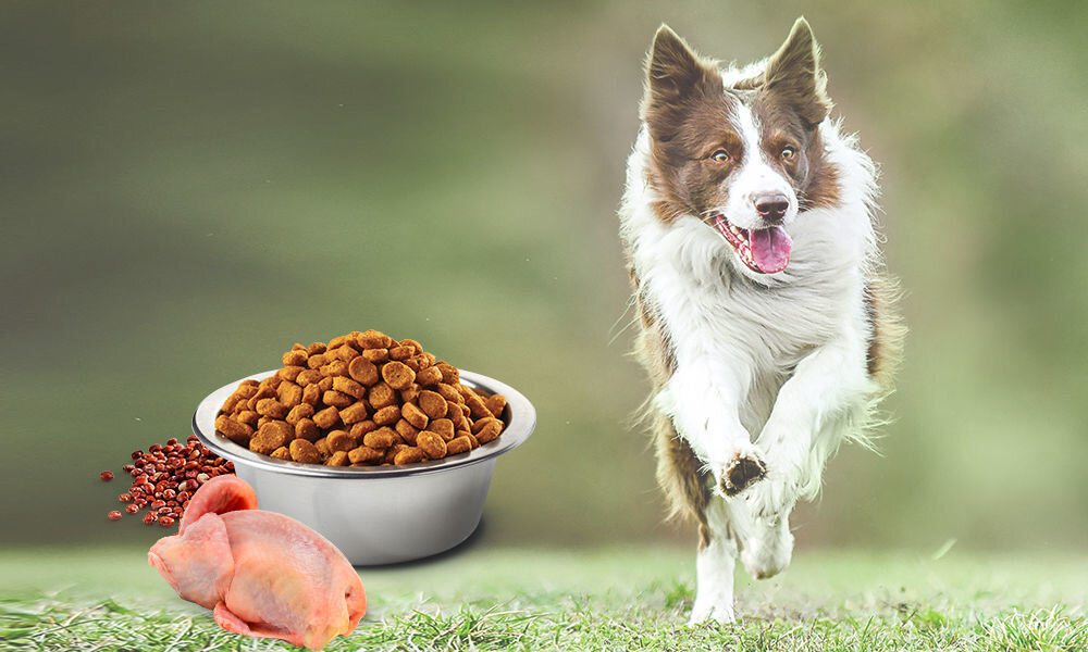 Karma dla psa Karma dla psa FARMINA N&D Quinoa Skin & Coat Przepiórka z kokosem 2,5 kg naturalne składniki wielkość krokietów