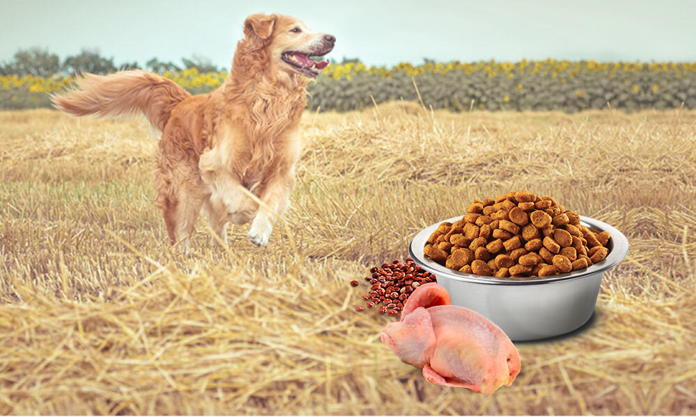 Karma dla psa Karma dla psa FARMINA N&D Quinoa Skin & Coat Przepiórka z kokosem 2,5 kg witaminy pierwiastki aminokwasy