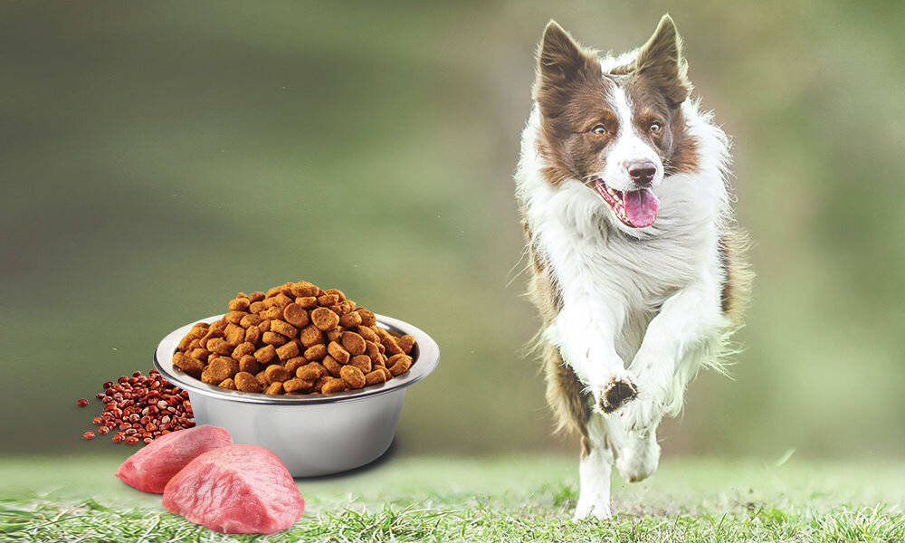 Karma dla psa Karma dla psa FARMINA N&D Quinoa Dog Digestion Adult Mini Jagnięcina 800 g naturalne składniki wielkość krokietów