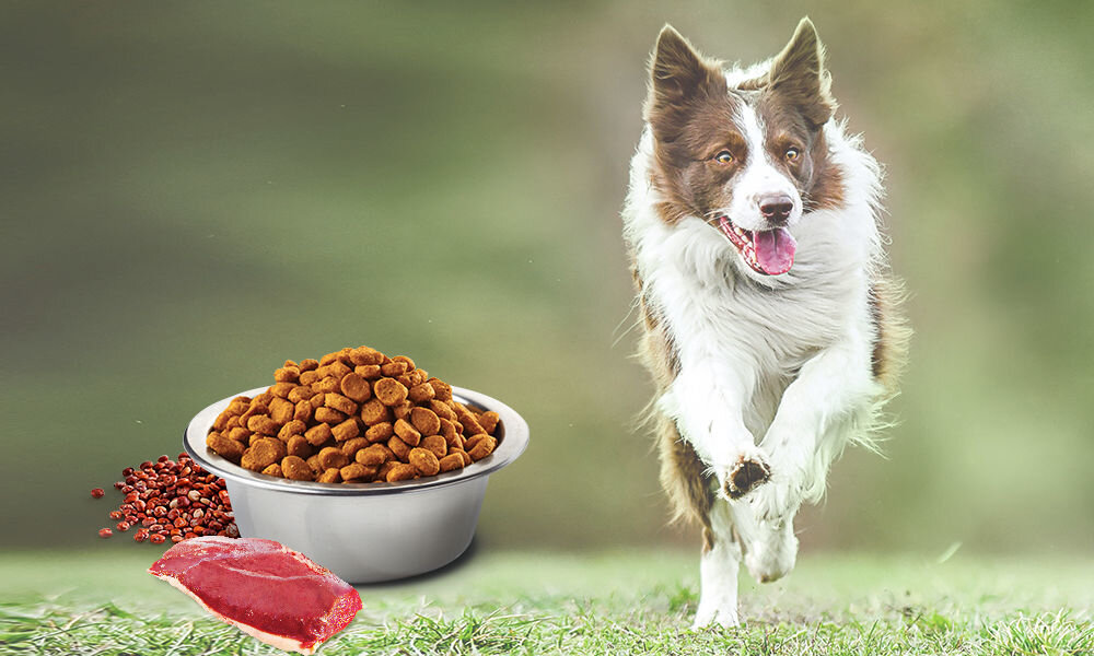 Karma dla psa FARMINA N&D Quinoa Kaczka z kokosem i kurkumą 800 g naturalne składniki wielkość krokietów