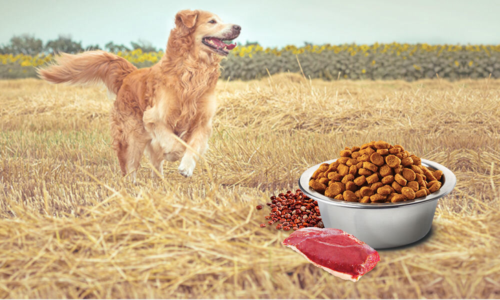 Karma dla psa Karma dla psa FARMINA N&D Quinoa Skin & Coat Przepiórka 800 g witaminy pierwiastki aminokwasy