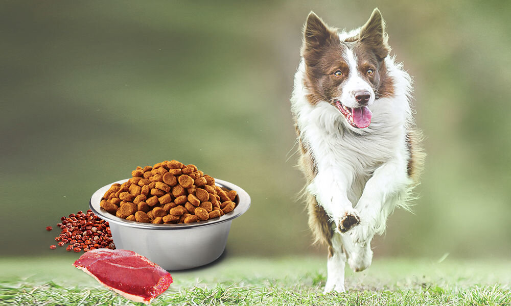 Karma dla psa FARMINA N&D Quinoa Nutered Kaczka z brokułami i szparagami Adult Medium&Maxi 12 kg naturalne składniki wielkość krokietów