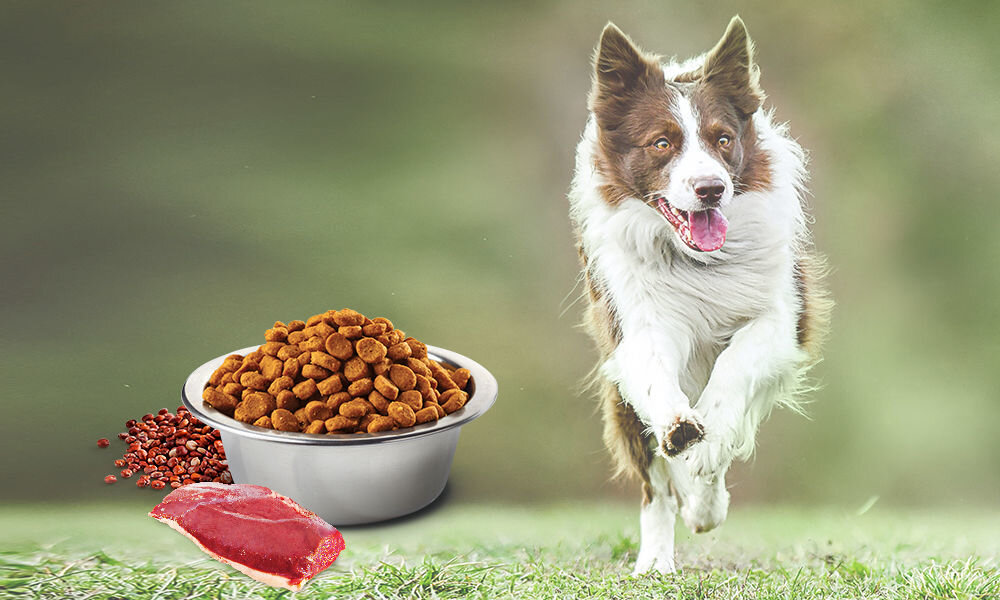 Karma dla psa FARMINA N&D Quinoa Nutered Kaczka z brokułami i szparagami Adult Mini 2,5 kg naturalne składniki wielkość krokietów