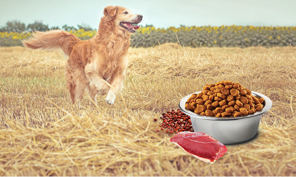 Karma dla psa FARMINA N&D Quinoa Nutered Kaczka z brokułami i szparagami Adult Mini 2,5 kg witaminy pierwiastki aminokwasy