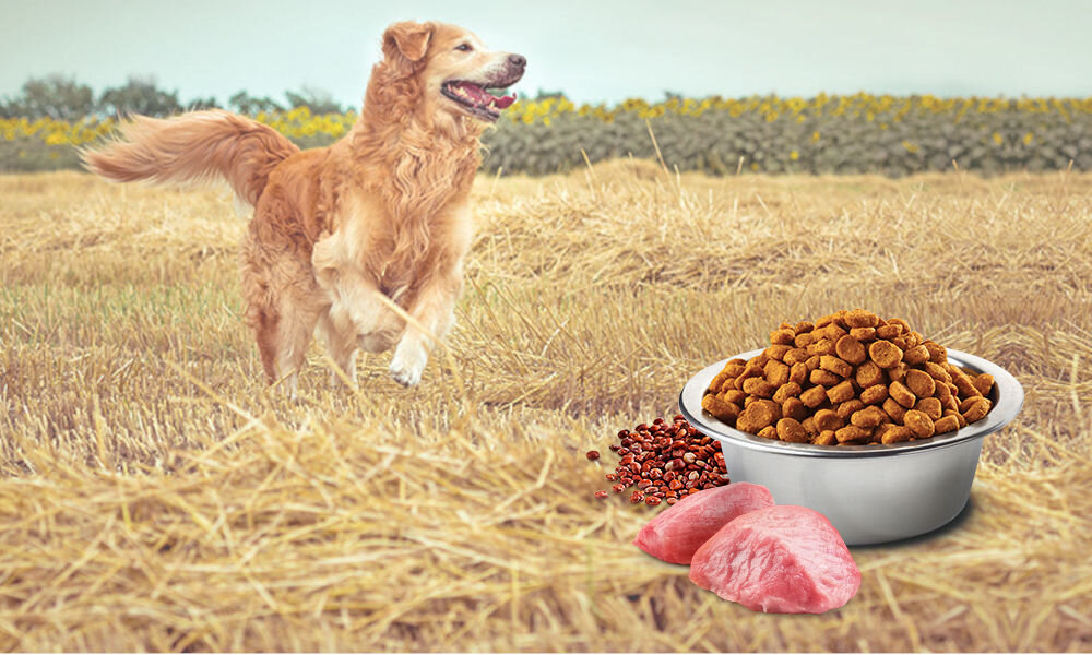 Karma dla psa Karma dla psa FARMINA N&D Quinoa Dog Digestion Adult Mini Jagnięcina 2,5 kg witaminy pierwiastki aminokwasy