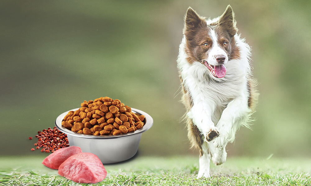 Karma dla psa FARMINA N&D Quinoa Dog Weight Management Adult Mini Jagnięcina 2,5 kg naturalne składniki wielkość krokietów