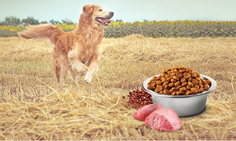 Karma dla psa FARMINA N&D Quinoa Dog Weight Management Adult Mini Jagnięcina 2,5 kg witaminy pierwiastki aminokwasy