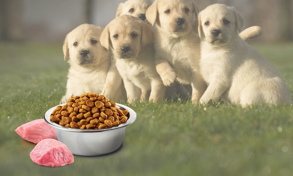 Karma dla psa FARMINA N&D Śledź ze Spiruliną i Jagodami Goji Puppy Mini 2 kg naturalne składniki wielkość krokietów