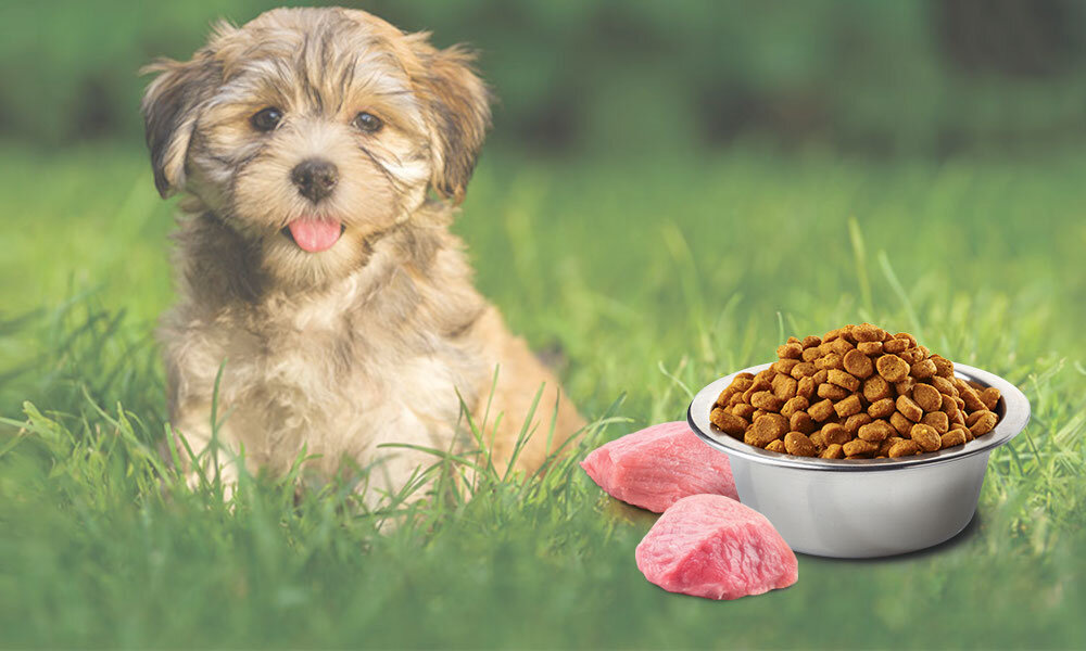 Karma dla psa FARMINA N&D Śledź ze Spiruliną i Jagodami Goji Puppy Mini 2 kg witaminy pierwiastki aminokwasy