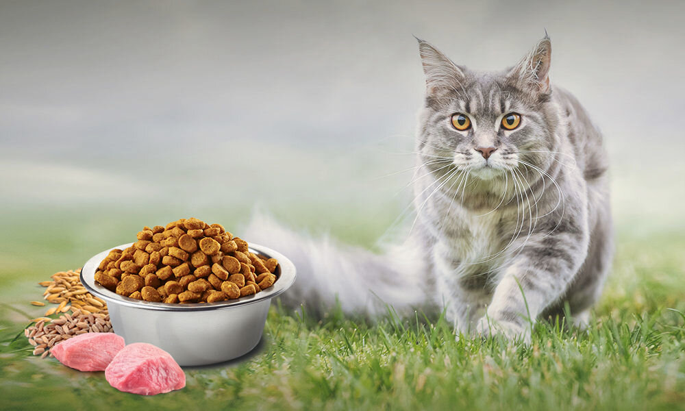 Karma dla kota FARMINA N&D Ancestral Grain Adult Jagnięcina, orkisz, owies i borówka amerykańska 300 g witaminy pierwiastki aminokwasy