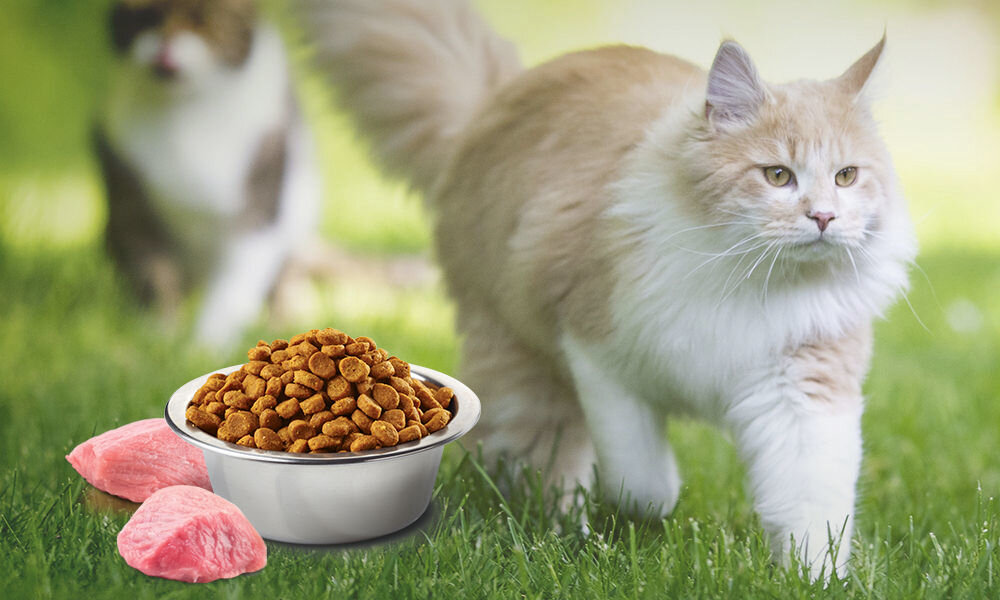 Karma dla kota FARMINA N&D Jagnięcina ze spiruliną i jagodami goji 1,5 kg naturalne składniki wielkość krokietów