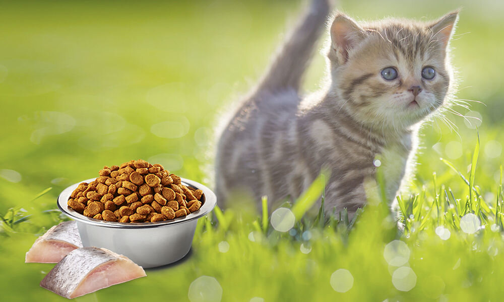 Karma dla kota FARMINA N&D Śledź ze spiruliną i jagodami goji 1,5 kg naturalne składniki wielkość krokietów