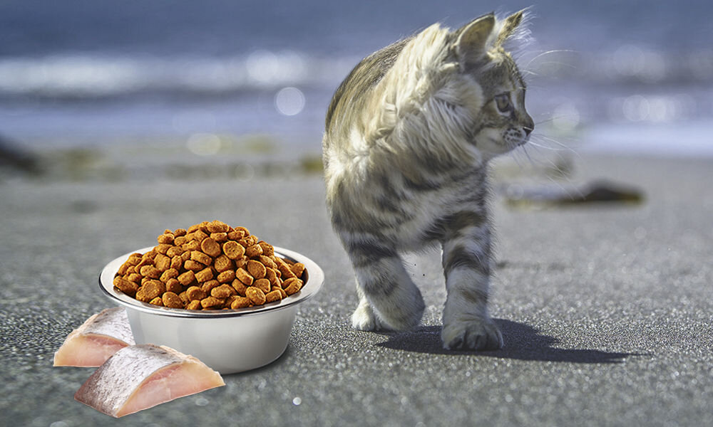 Karma dla kota FARMINA N&D Śledź ze spiruliną i jagodami goji 1,5 kg witaminy pierwiastki aminokwasy