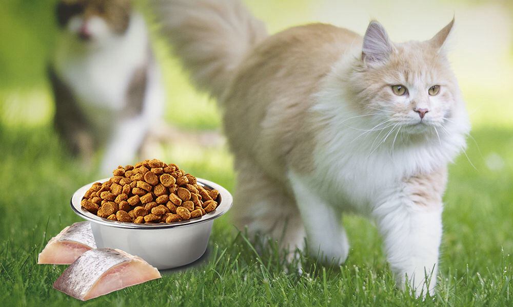 Karma dla kota FARMINA N&D Śledź z spiruliną i jagodami goji 1,5 kg naturalne składniki wielkość krokietów