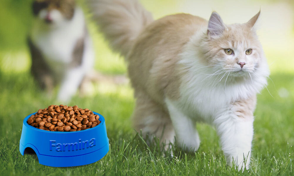 Karma dla kota FARMINA Matisse Neutered 20 kg naturalne składniki wielkość krokietów