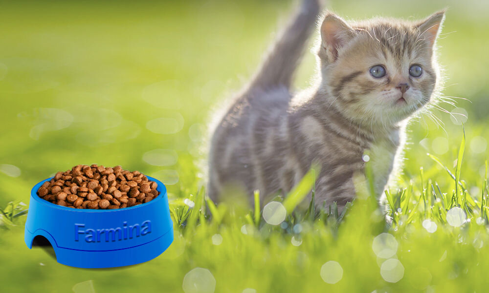 Karma dla kota FARMINA Matisse Kitten 400 g naturalne składniki wielkość krokietów