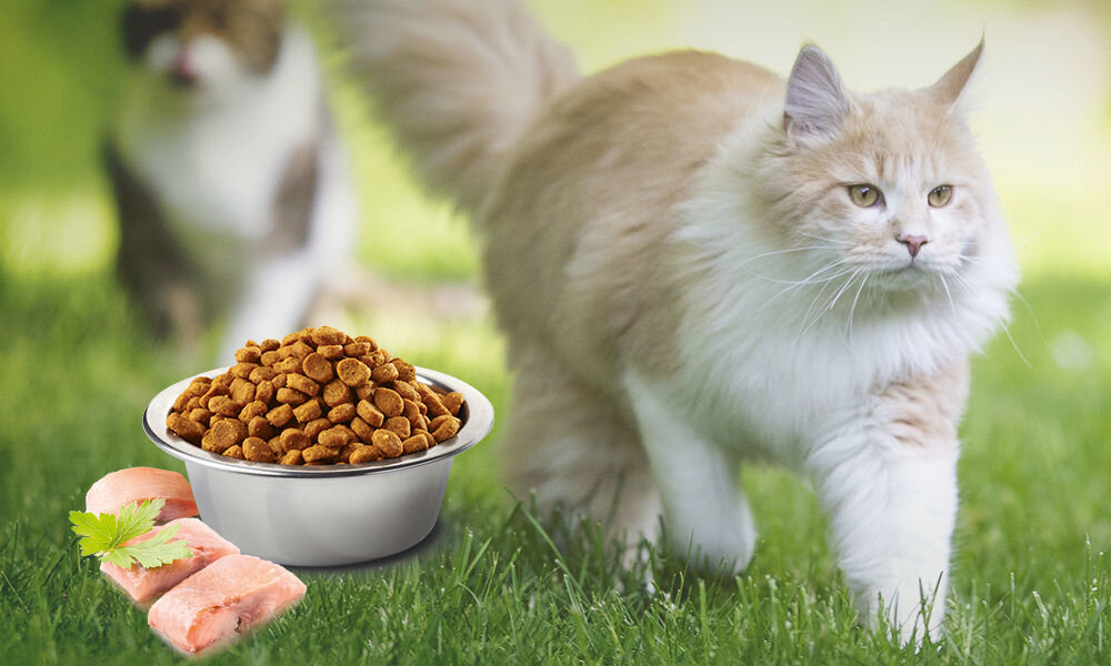 Karma dla kota FARMINA N&D Ocean Adult Śledź i pomarańcza 300 g naturalne składniki wielkość krokietów