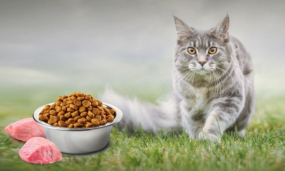 Karma dla kota FARMINA N&D Neutered Jagnięcina z dynią i borówkami 1,5 kg witaminy pierwiastki aminokwasy