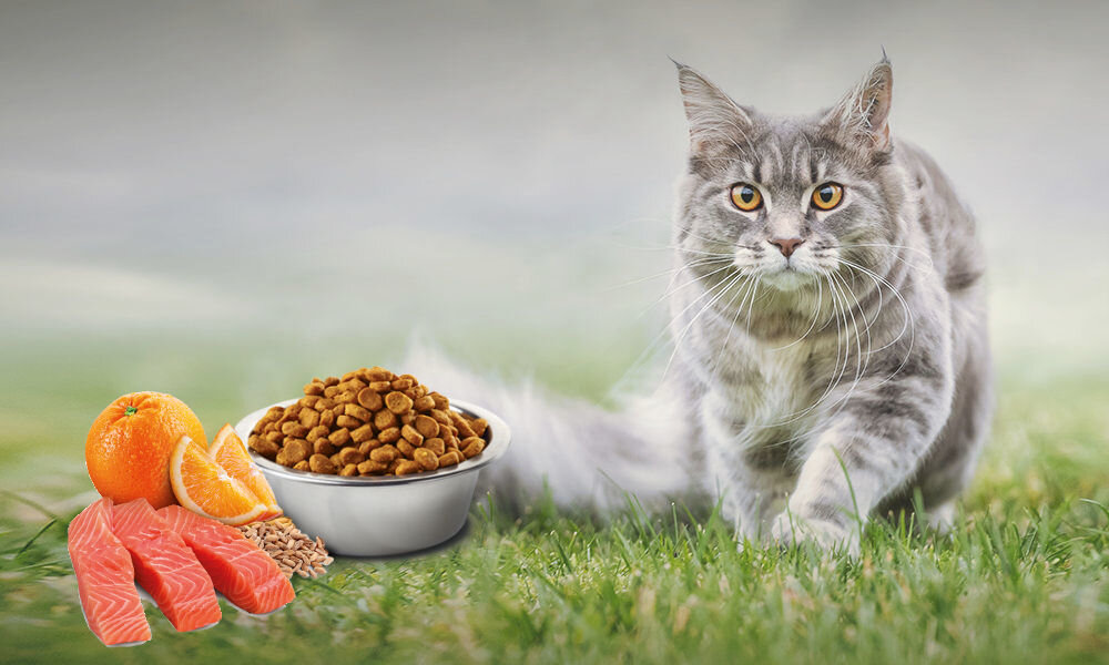 Karma dla kota FARMINA N&D Ocean Łosoś Orkisz Owies i Pomarańcza 10 kg witaminy pierwiastki aminokwasy