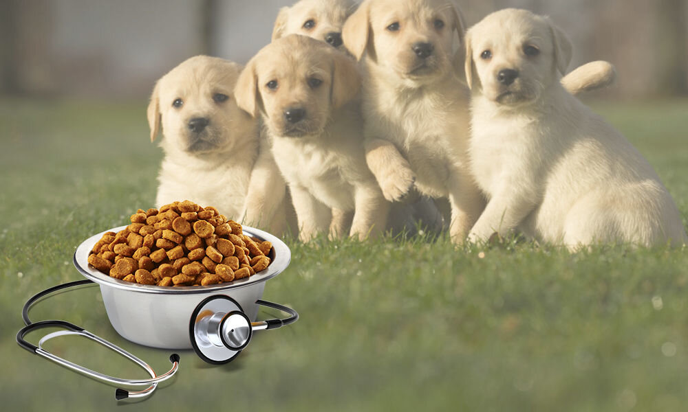 Karma dla psa FARMINA Vet Life Gastrointestinal Puppy 12 kg naturalne składniki wielkość krokietów