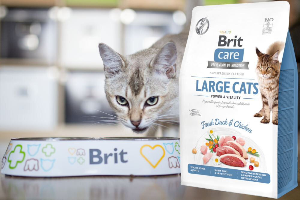 Karma dla kota BRIT Care Large Cats Power & Vitality Świeża Kaczka i Kurczak 400 g witaminy zdrowie