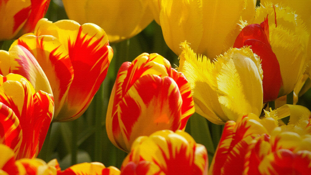 Telewizor METZ MOD9500Z  - kolory