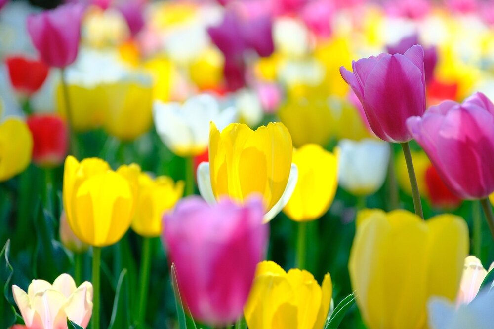 Obiektyw FUJIFILM Fujinon XF 18-120 mm f-4.0 LM PZ WR  Przysłona 