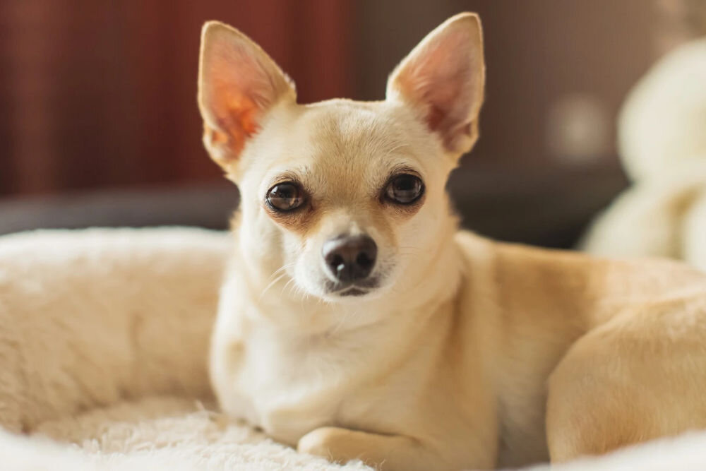 Karma dla psa FITMIN Dog For Life Jagnięcina z ryżem 12 kg białybiegnący pies skład składniki analityczne