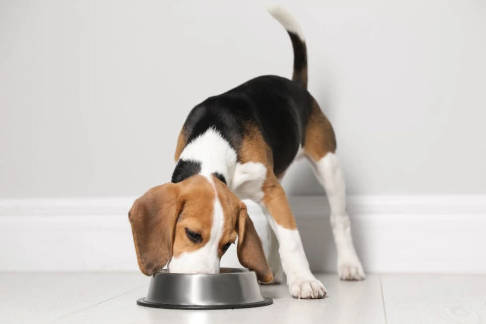 Karma dla psa FITMIN Dog For Life Jagnięcina z ryżem 12 kg pies jedzący z miski dawkowanie karmy dzienne porcje kaloryczność