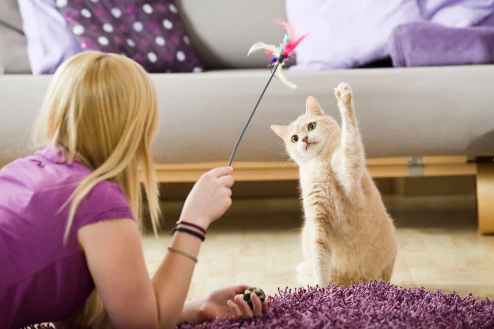Karma dla kota FITMIN For Life Kitten Kurczak 1,8 kg kot bawiący się wędką zawartość dodatków w karmie