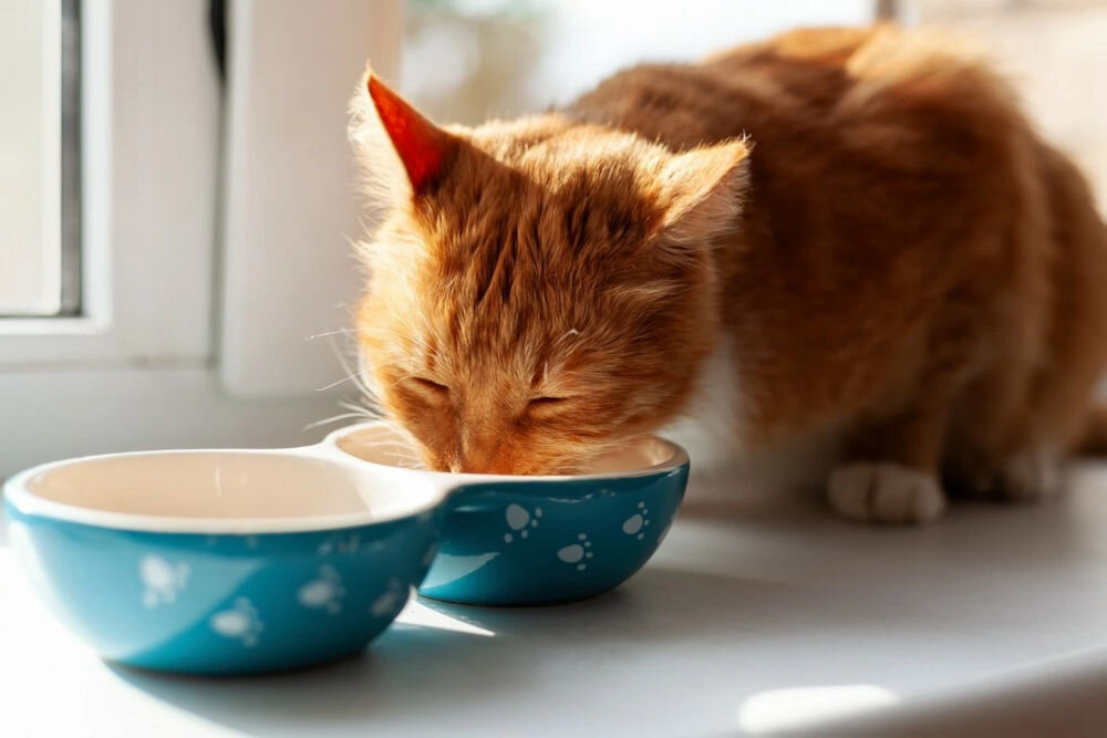 Karma dla kota FITMIN For Life Kitten Kurczak 1,8 kg kot jedzący z miski dawkowanie karmy dzienne porcje kaloryczność