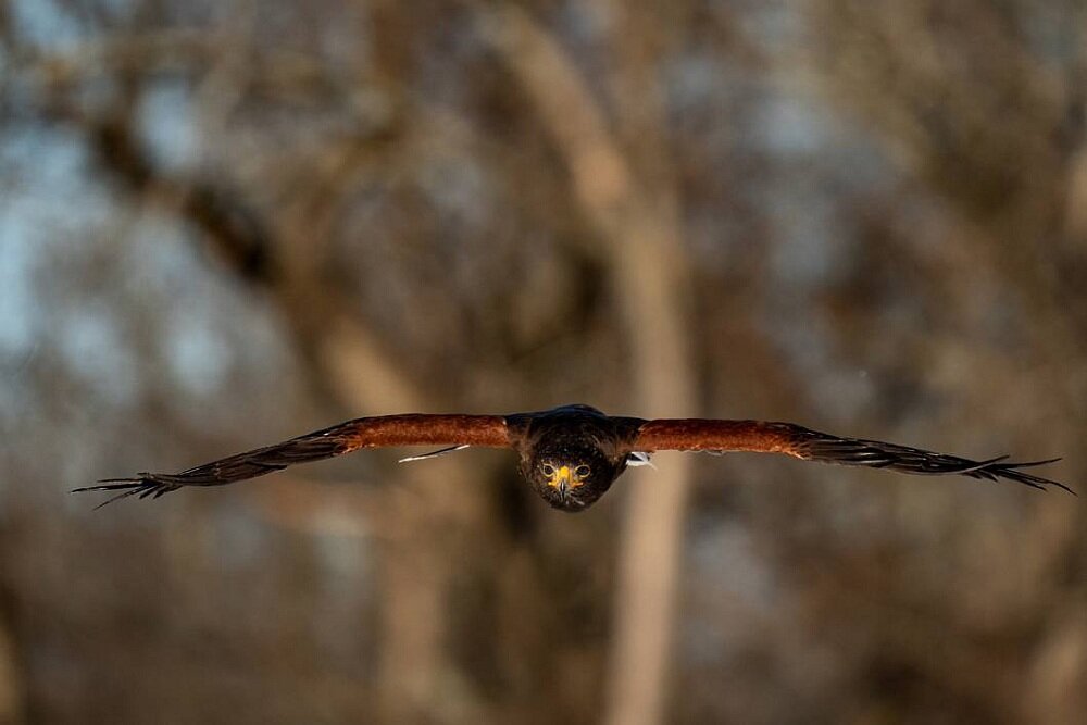 Obiektyw TAMRON 150-500 mm f-5-6.7 Di III VC VXD zoom ogniskowa przysłona montaż ostrość zdjęcia stabilizacja  filmy
