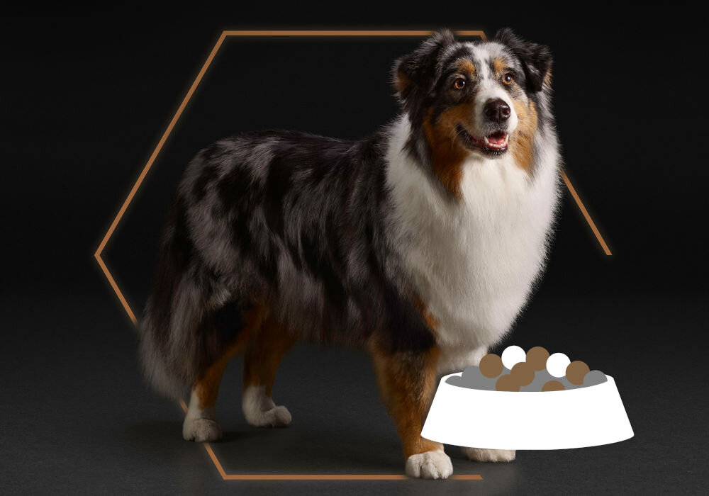 Karma dla psa PURINA Pro Plan Duo Delice Adult Kurczak i ryż 10 kg dodatki analiza