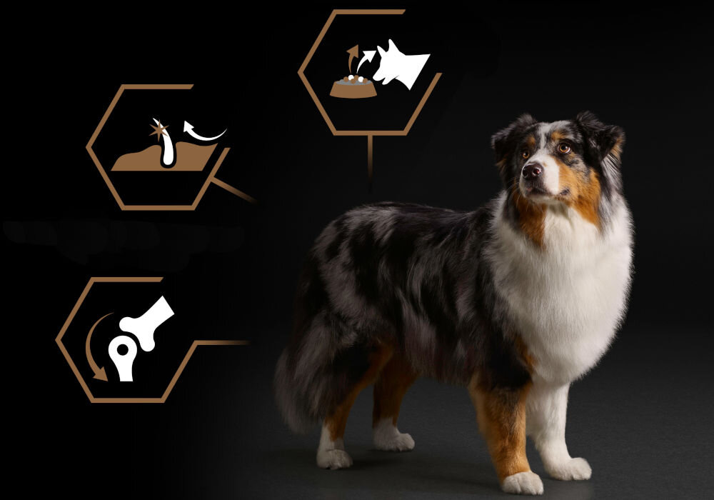 Karma dla psa PURINA Pro Plan Duo Delice Adult Kurczak i ryż 10 kg sklad zywienie