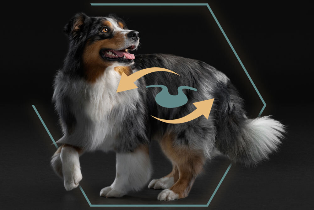 Karma dla psa PURINA Pro Plan Medium&Large Indyk 12 kg  sklad zywienie