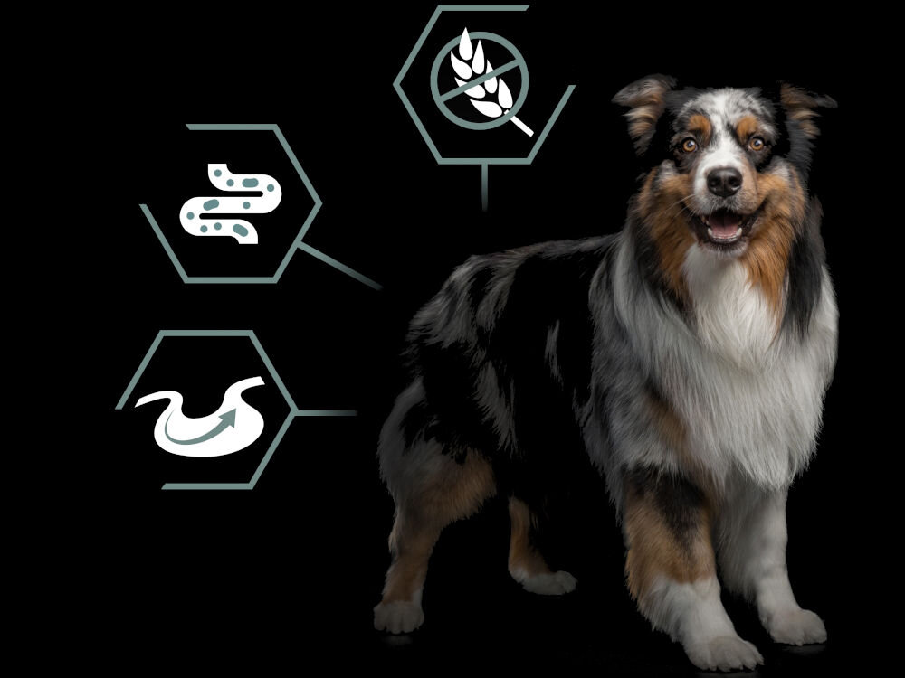 Karma dla psa PURINA Pro Plan Medium&Large Indyk 12 kg  dodatki analiza