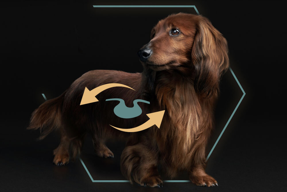 Karma dla psa PURINA Pro Plan Small&Mini Indyk 7 kg sklad zywienie