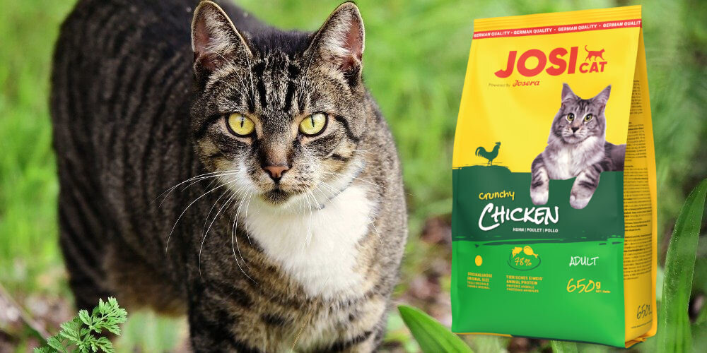 Karma dla kota JOSERA JosiCat Crunchy Chicken Kurczak 650 g witaminy pierwiastki aminokwasy