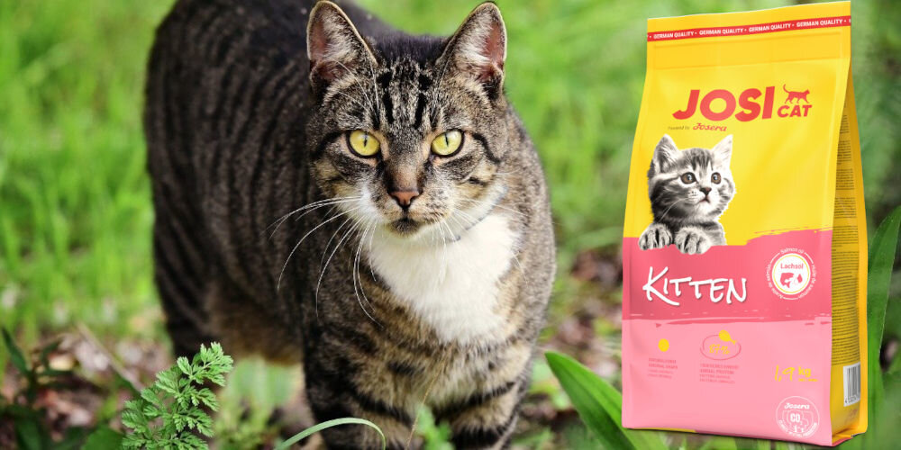 Karma dla kota JOSICAT Kitten Drób 1,9 kg witaminy pierwiastki aminokwasy