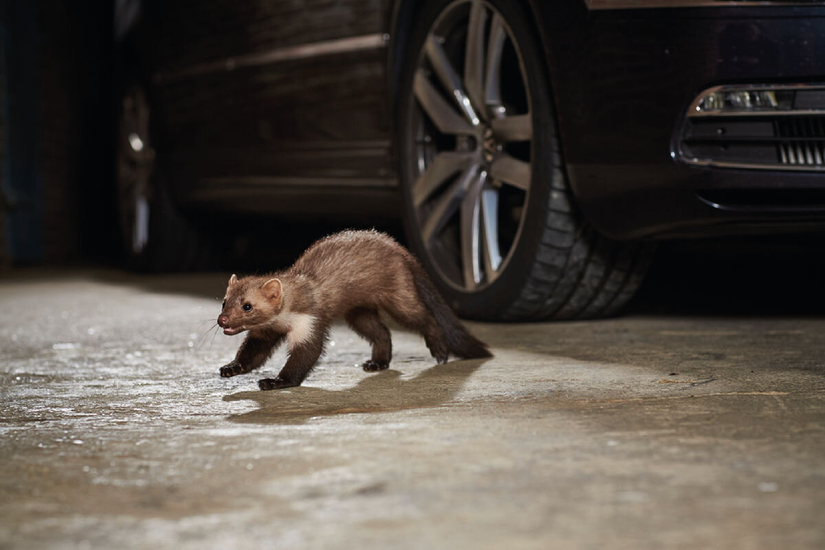 Odstraszacz na kuny K&K M2500,