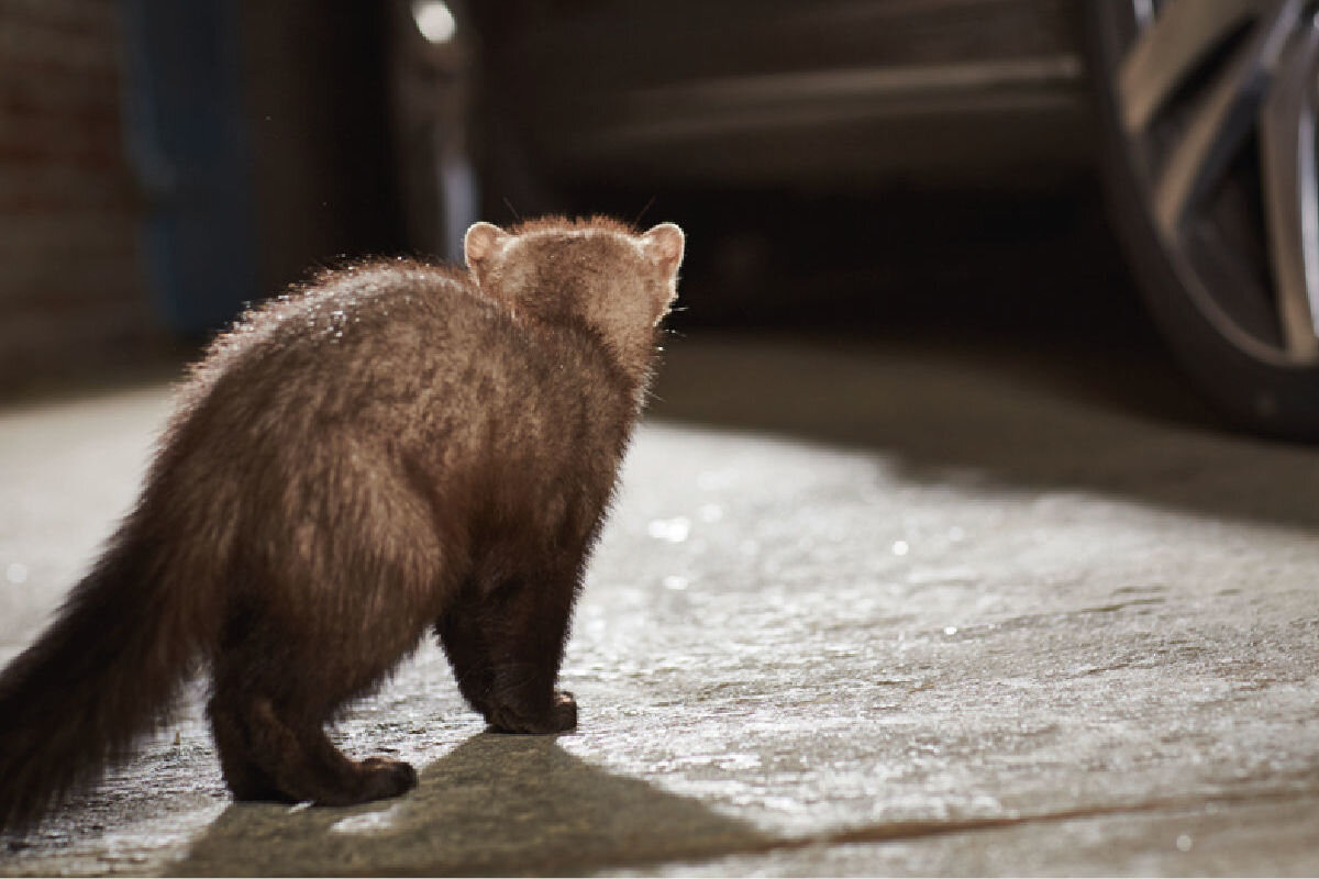 Odstraszacz na kuny K&K M2500,