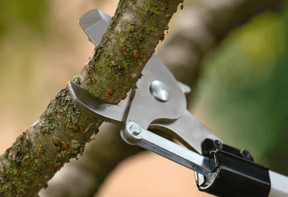 Sekator akumulatorowy BOSCH AdvancedPrune 18V-45 06008C5000 ogród gałąź zbliżenie na ostrza ostrza tną gałąź technologia Quick-Cut można przeciąć gałąź o średnicy do 30 mm w zaledwie 1,2 sekundy maksymalna głębokość cięcia wynosi do 45 mm płynne działanie ostrzy wpływa na precyzję