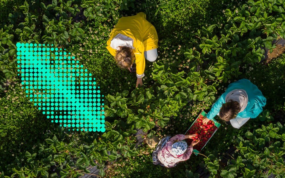 Monitor ASUS ProArt PA32UCXR Zdjęcie z lotu ptaka przedstawiające trzy osoby zbierające truskawki wśród zielonych roślin, ekologia, środowisko, recykling, oszczędzanie energii