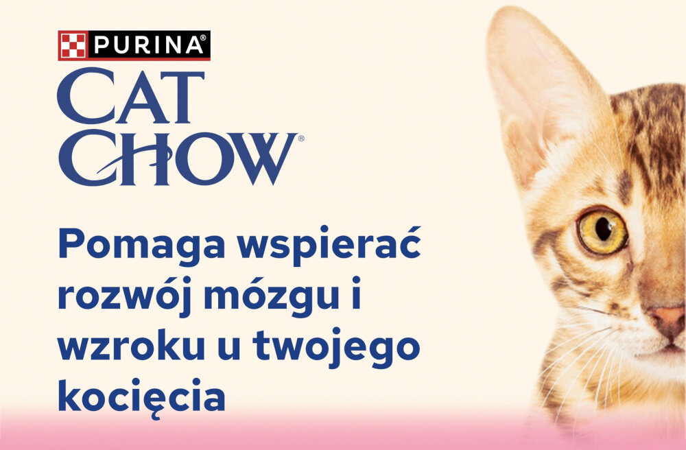 Karma dla kota PURINA CAT CHOW Kitten Jagnięcina i cukinia 85 g 85 g saszetka na tle dla kotów dla kociaków pełna porcja